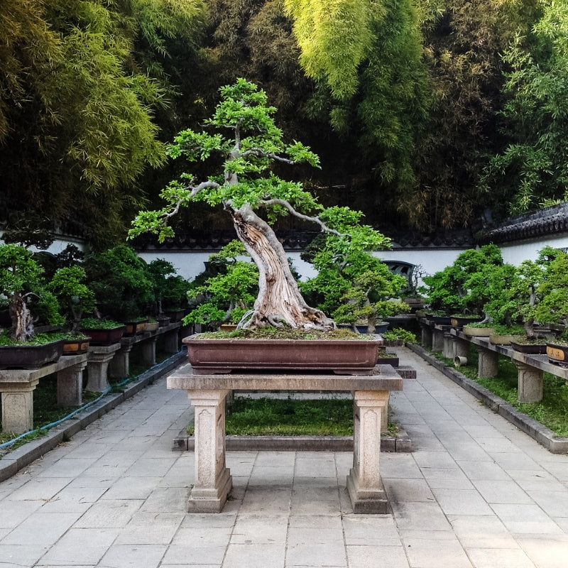 Die Kunst des Bonsai – kleine Bäume mit großer Wirkung