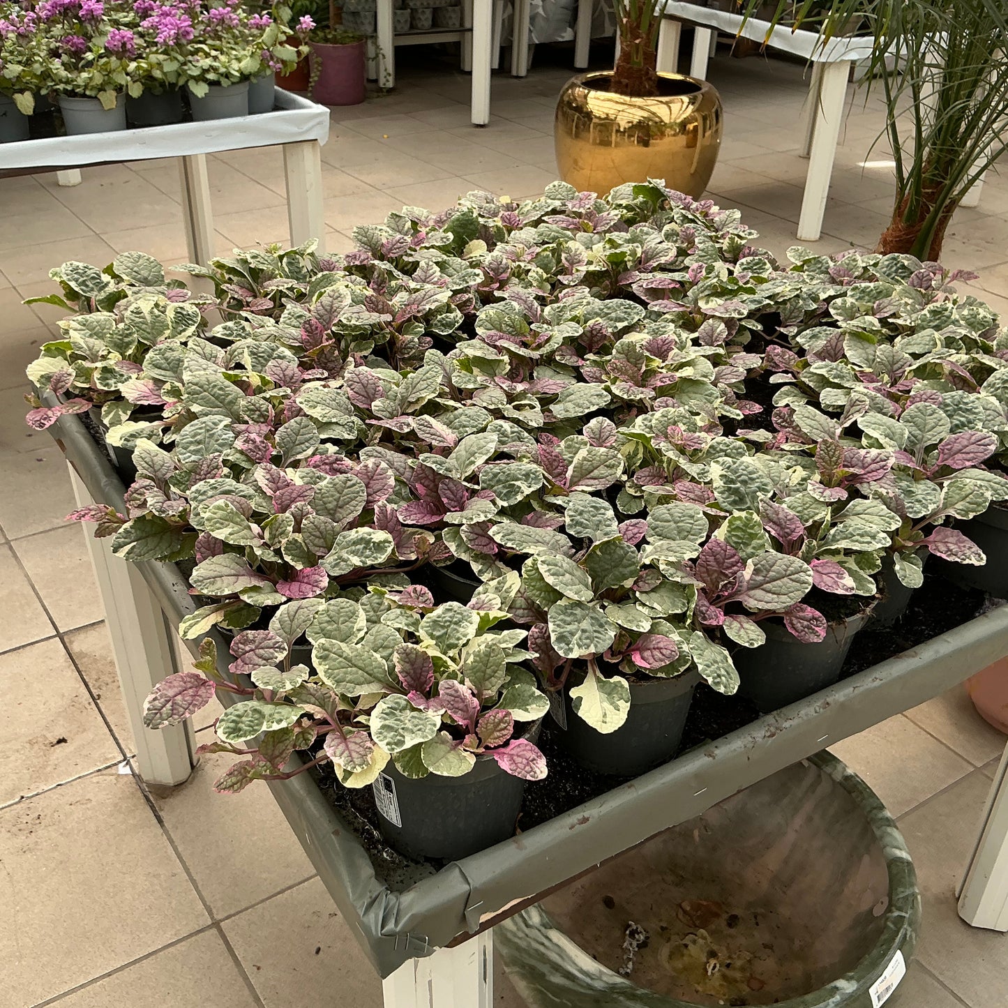 Ajuga (mix) – Teppich-Günsel für Beet, Balkon & Schattenecken