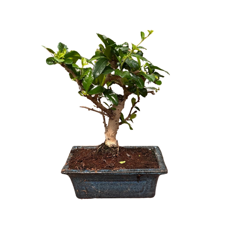 Bonsai Carmona – Der elegante Fukientee mit fernöstlichem Flair
