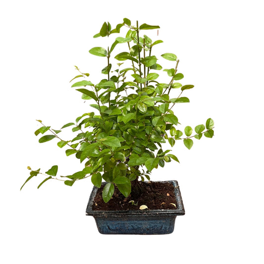 Bonsai Sageretia – Feingliedriger Indoor-Bonsai mit natürlichem Wuchs