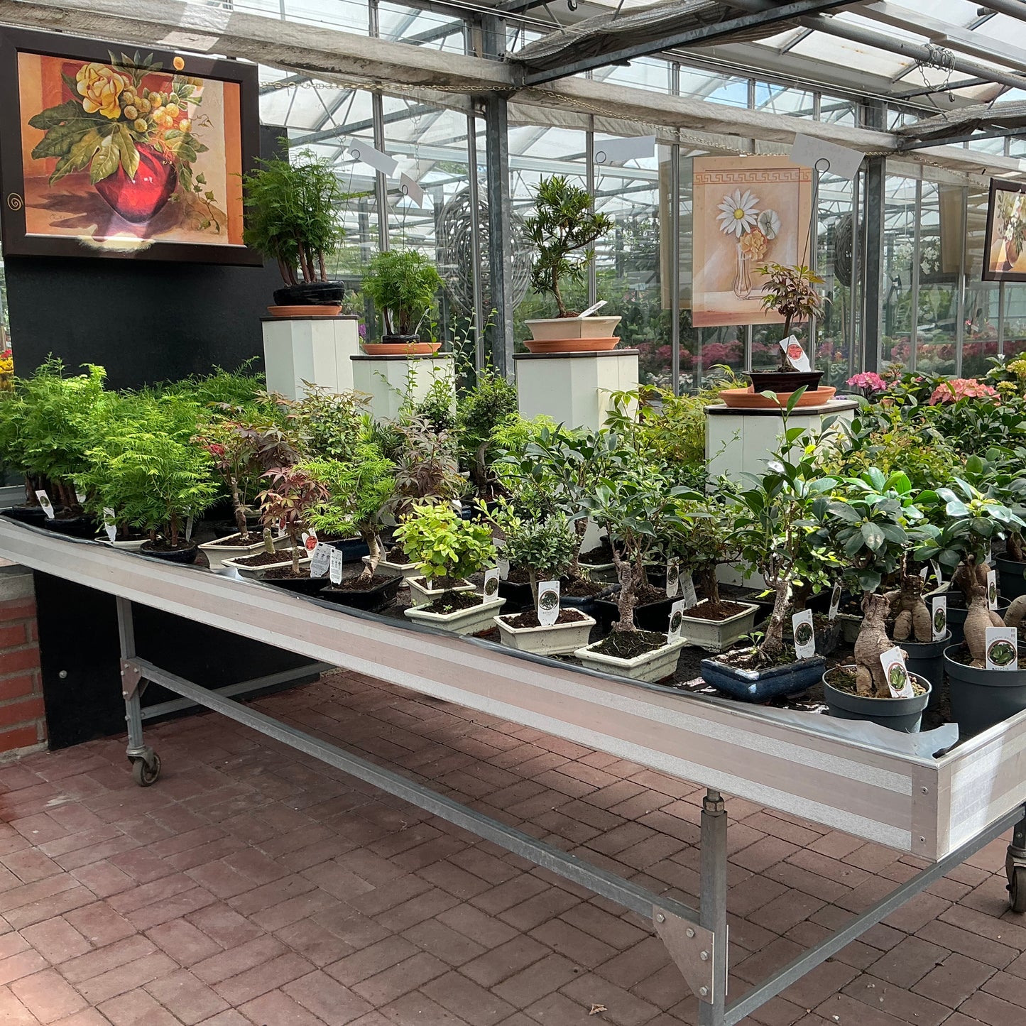 Bonsai Ficus – Klassische Eleganz mit glattem Stamm und kräftigem Blattwerk