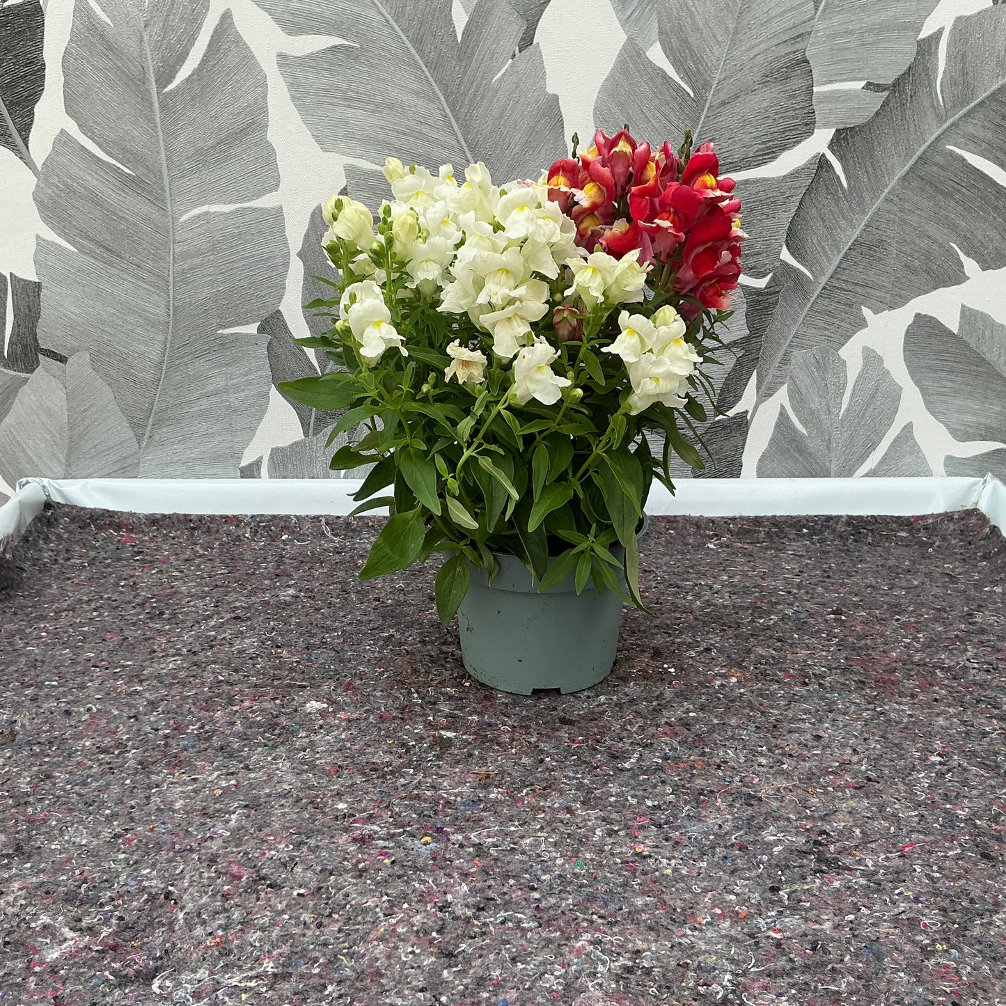 Antirrhinum – Löwenmäulchen in nostalgischer Blütenpracht