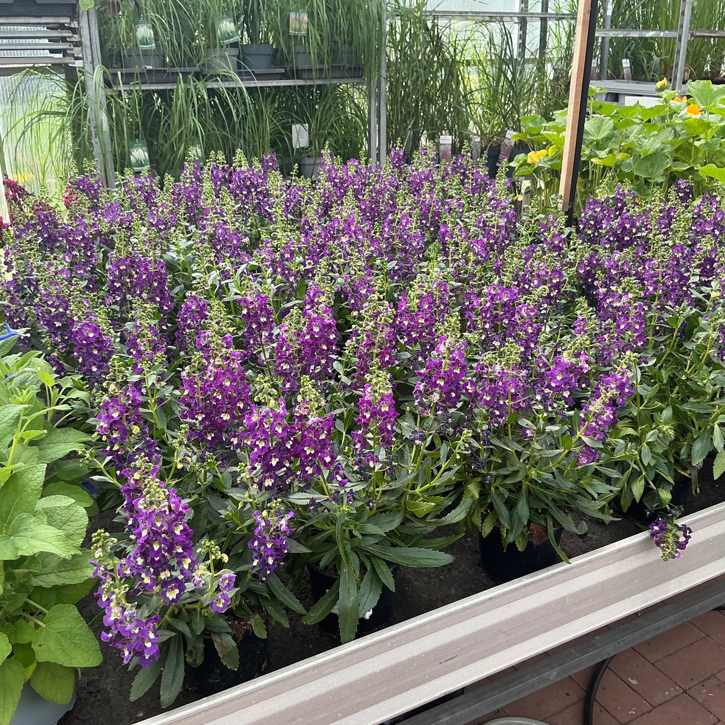 Angelonia – Sommerlavendel mit edler Ausstrahlung