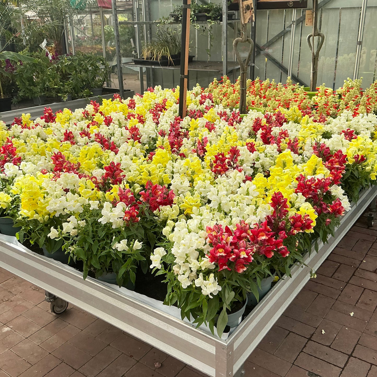 Antirrhinum – Löwenmäulchen in nostalgischer Blütenpracht