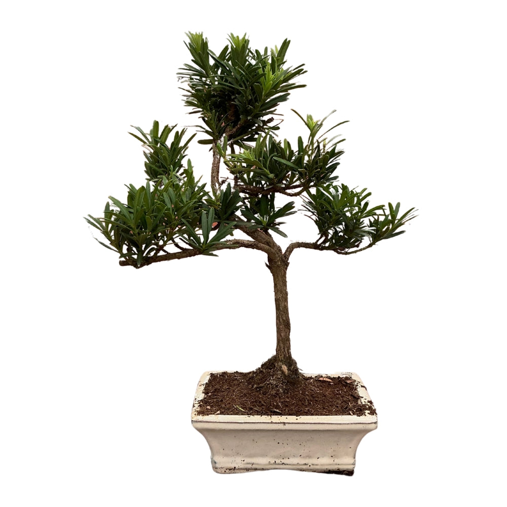 Bonsai Podocarpus – Stilvolle Form und edle Nadeln im klassischen Look