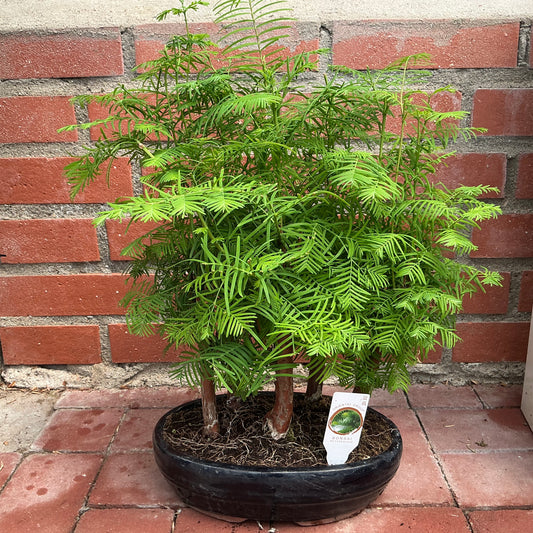 Bonsai Metasequoia (groß) – Naturgetreues Miniatur-Wäldchen mit zartem Nadelkleid