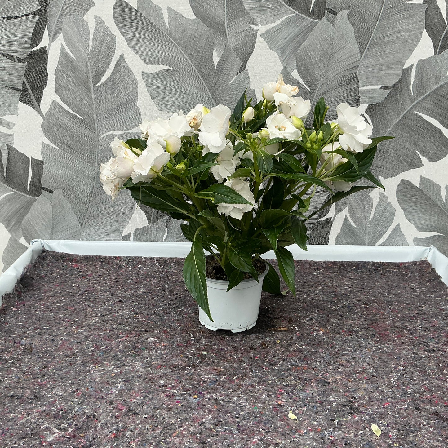 Impatiens Neuguinea (weiss) – Farbenfroher Dauerblüher für halbschattige Plätze
