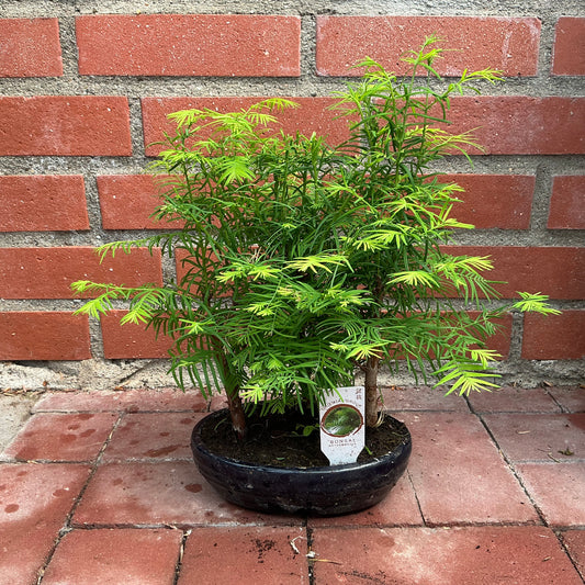 Bonsai Metasequoia (klein) – Miniatur-Wäldchen mit feinen Nadeln und natürlichem Flair