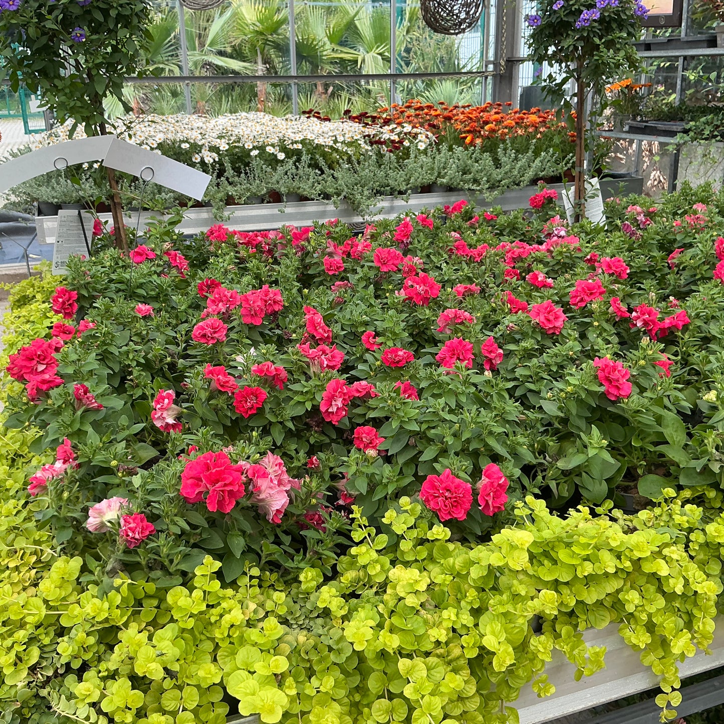 Petunia gefüllt (rot) – Üppiger Sommertraum