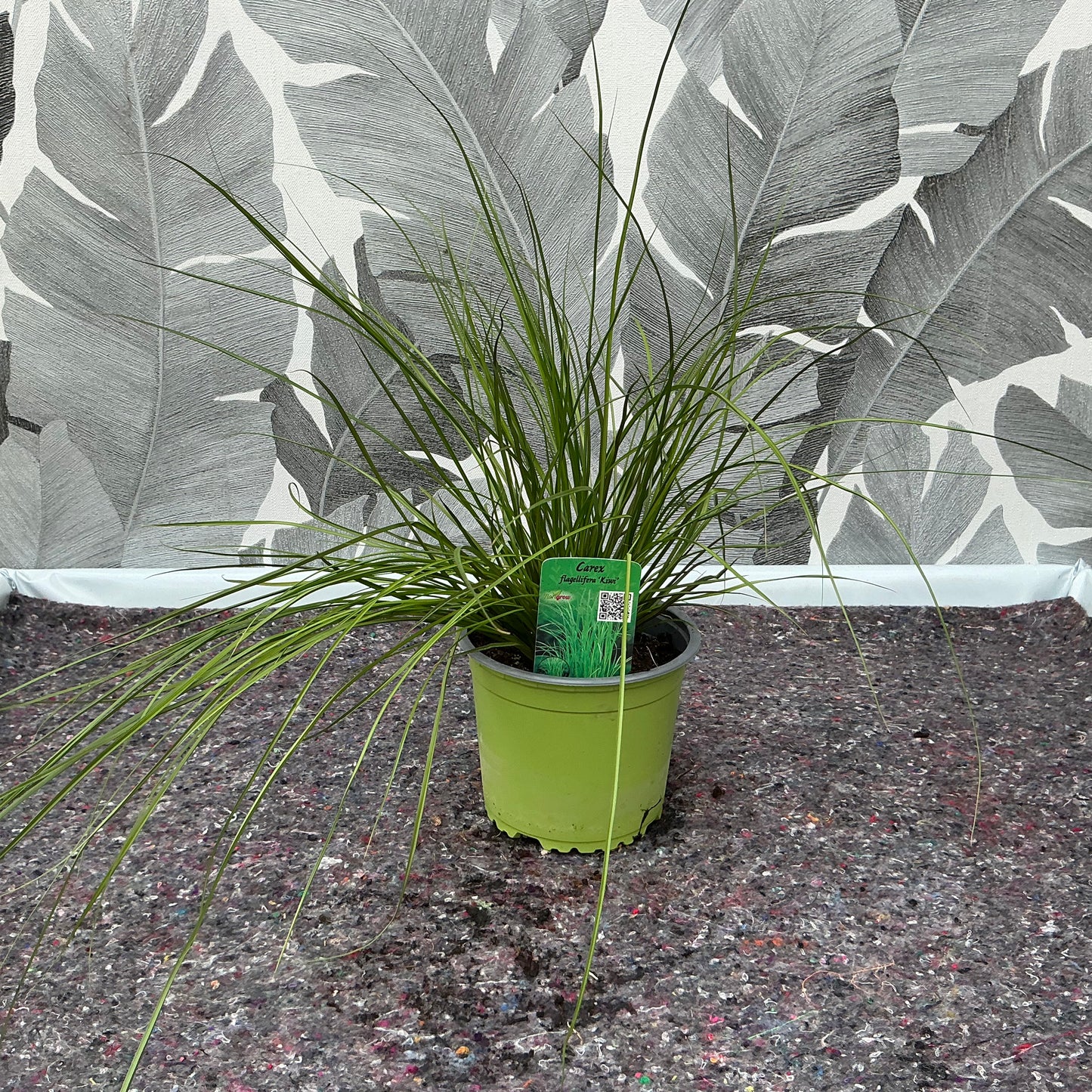 Carex brunnea – Das elegante Ziergras für dein Zuhause