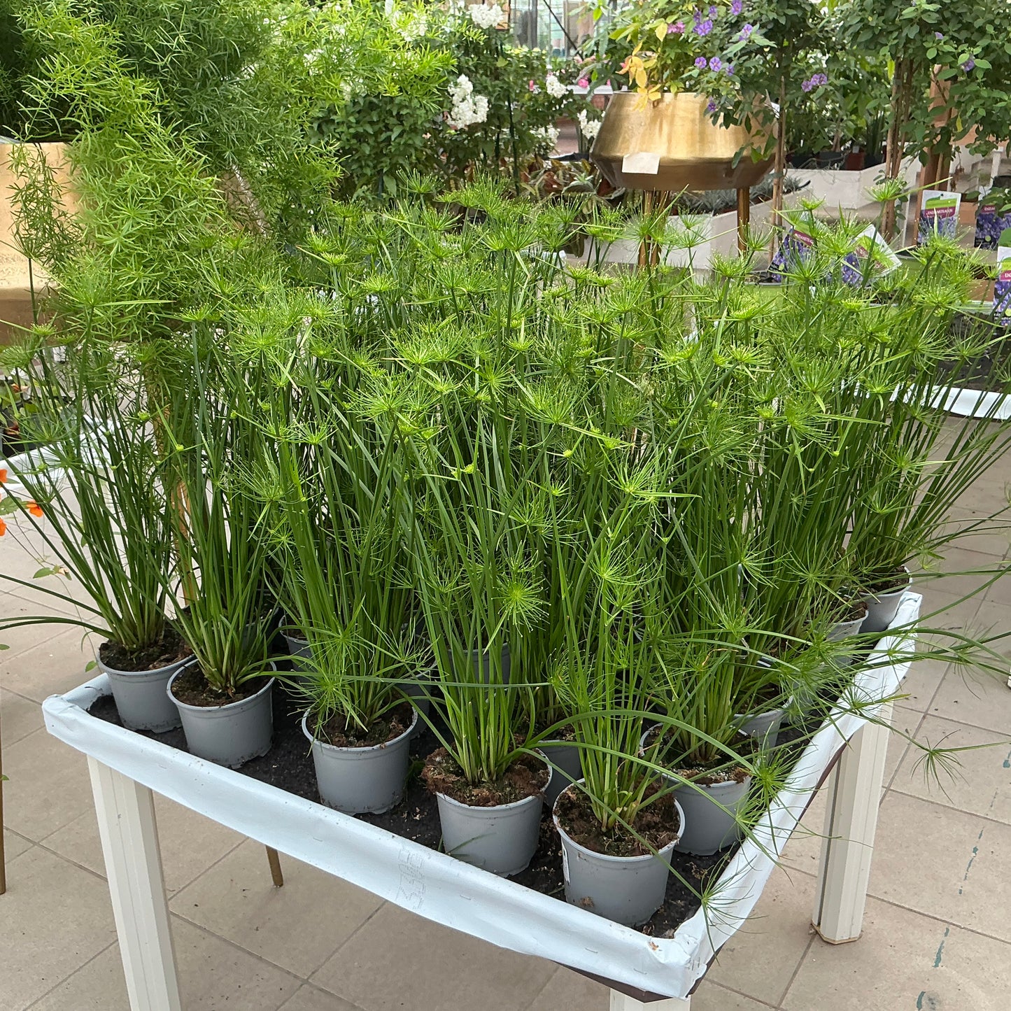 Cyperus prolifer – Zwerg-Zyperngras für Zimmer & Wassergefäß