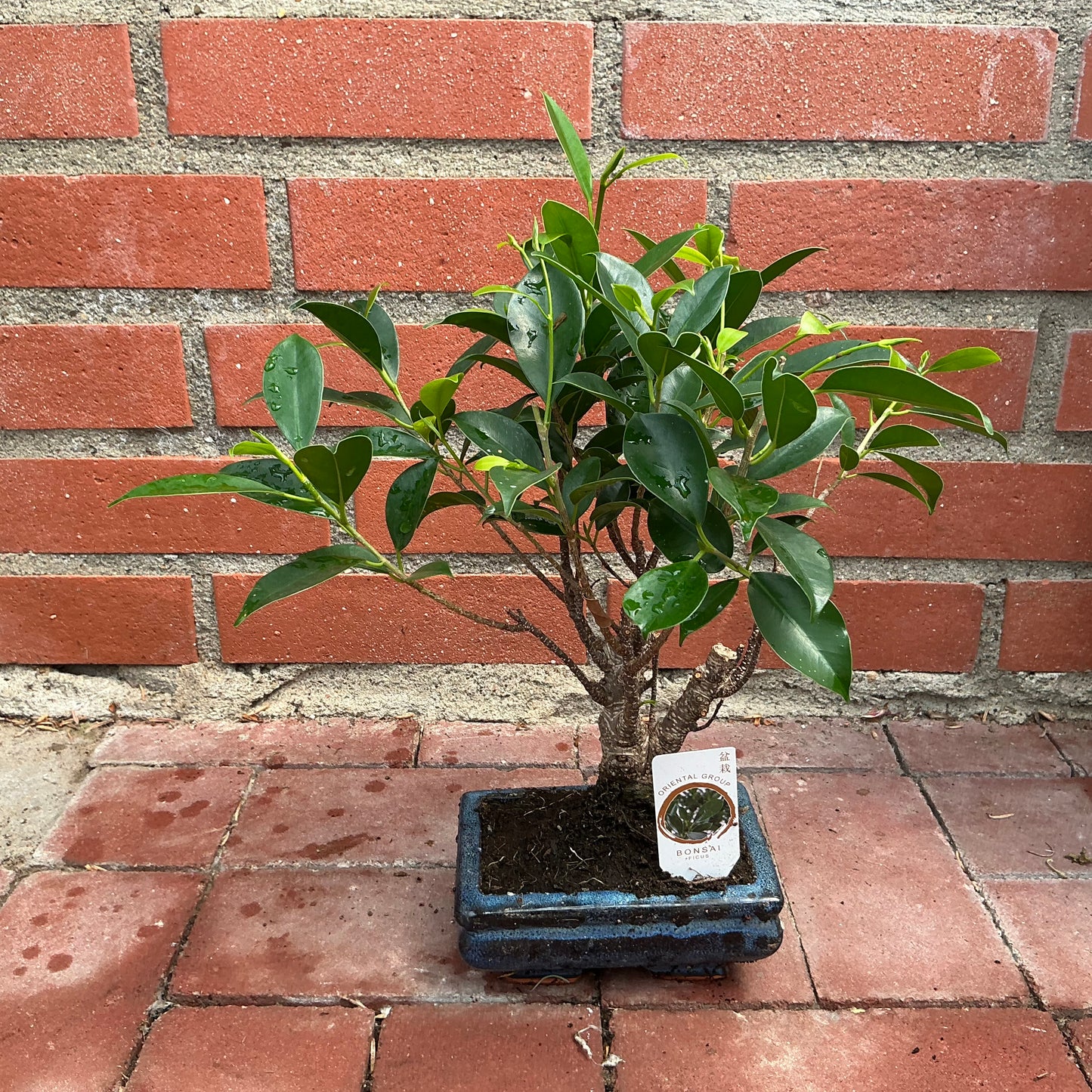 Bonsai Ficus – Klassische Eleganz mit glattem Stamm und kräftigem Blattwerk
