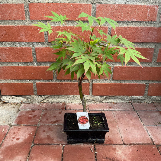 Bonsai Acer – Der Ahorn-Bonsai für dein Zuhause
