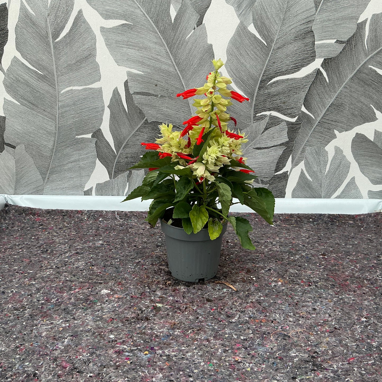 Salvia splendens – Leuchtende Prachtkerze in Weiß-Rot