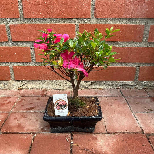 Bonsai Azalee – Farbenfroher Blütenzauber im Miniaturformat