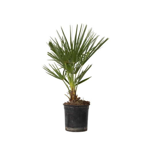 Chamaerops humilis (groß) – Die kleine Dattelpalme für dein Zuhause