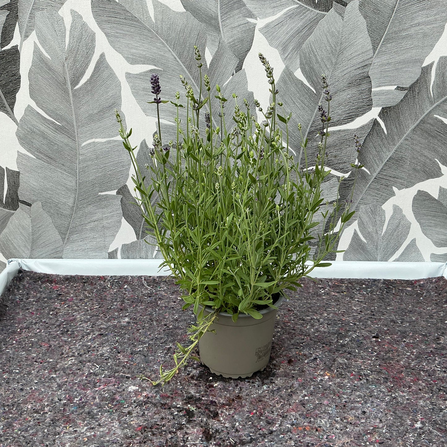 Lavandula stoechas (klein) - Die Schopflavendel