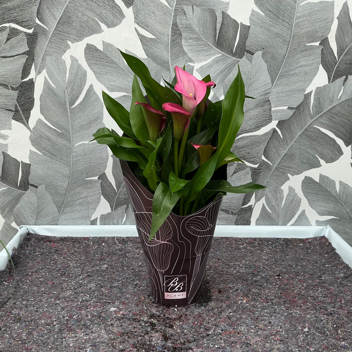 Zantedeschia – Calla (rosa)