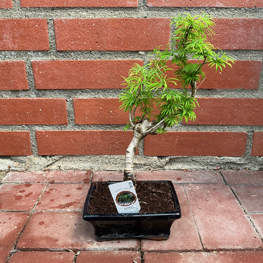 Bonsai Pseudolarix – Zartnadliger Charme mit geschwungener Silhouette