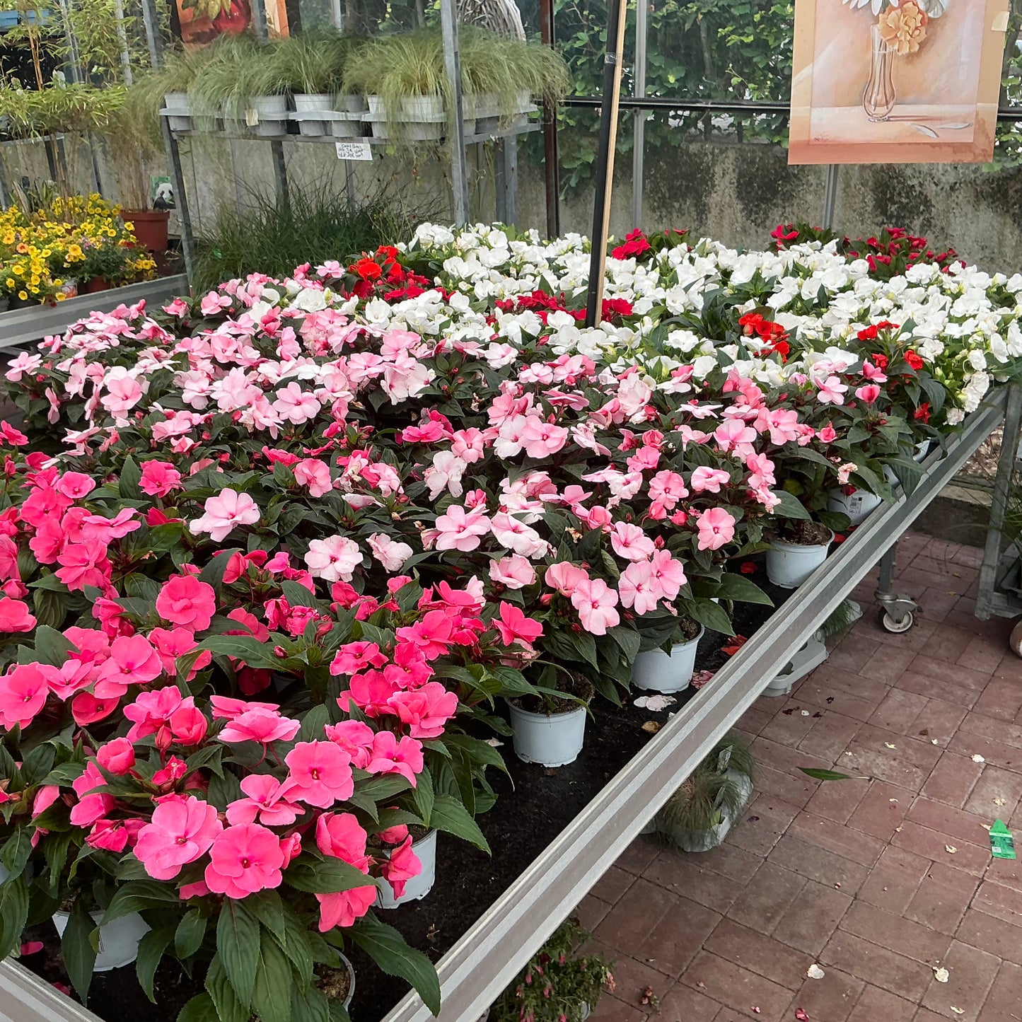 Impatiens Neuguinea (hell rosa) – Farbenfroher Dauerblüher für halbschattige Plätze