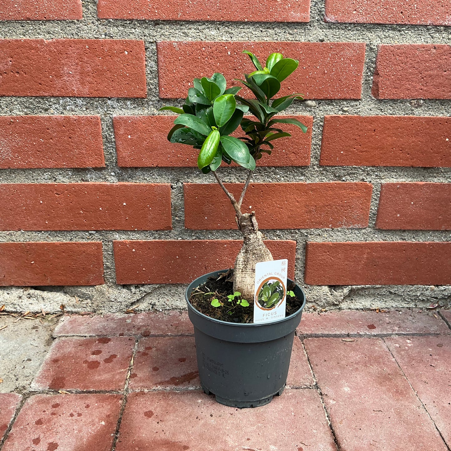 Bonsai Ficus – Der pflegeleichte Klassiker mit Ginseng-Wurzel