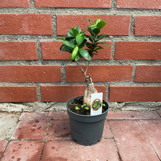 Bonsai Ficus – Der pflegeleichte Klassiker mit Ginseng-Wurzel