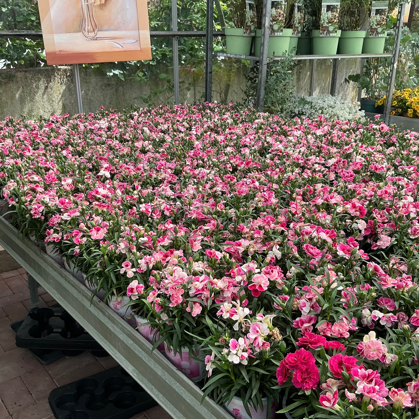 Dianthus (rosa) – Nelke mit Charme