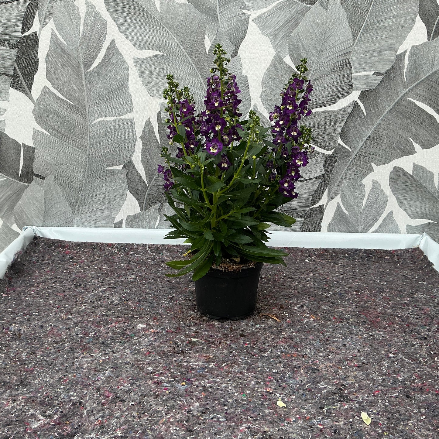 Angelonia – Sommerlavendel mit edler Ausstrahlung