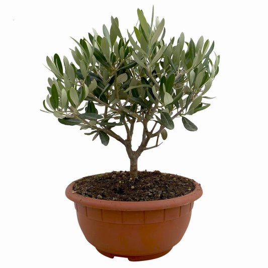 Oliven Bonsai – Der mediterrane Charme für dein Zuhause