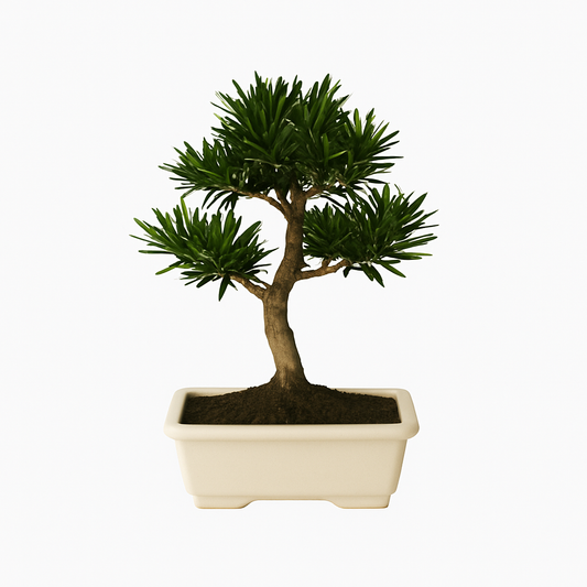Bonsai Podocarpus – Der elegante Nadelbaum für dein Zuhause