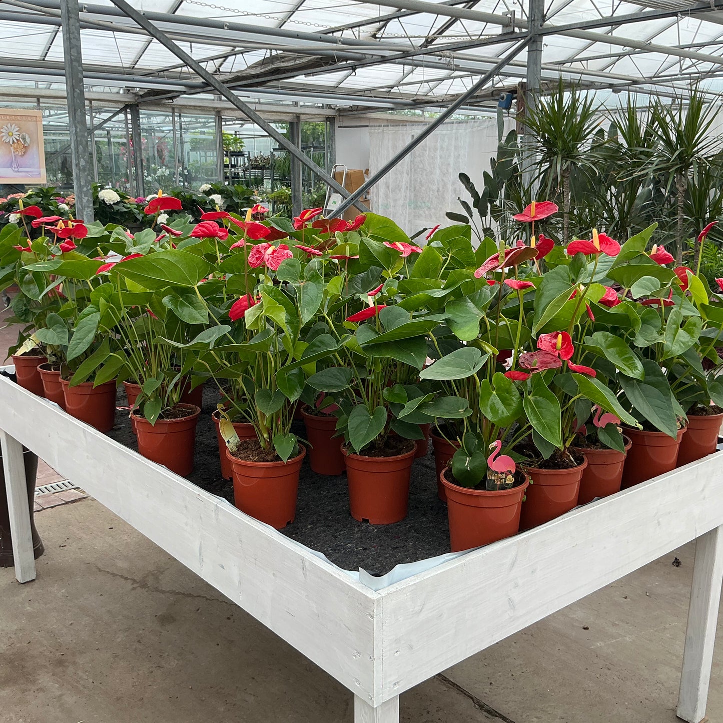 Anthurium andreanum – Flamingoblume