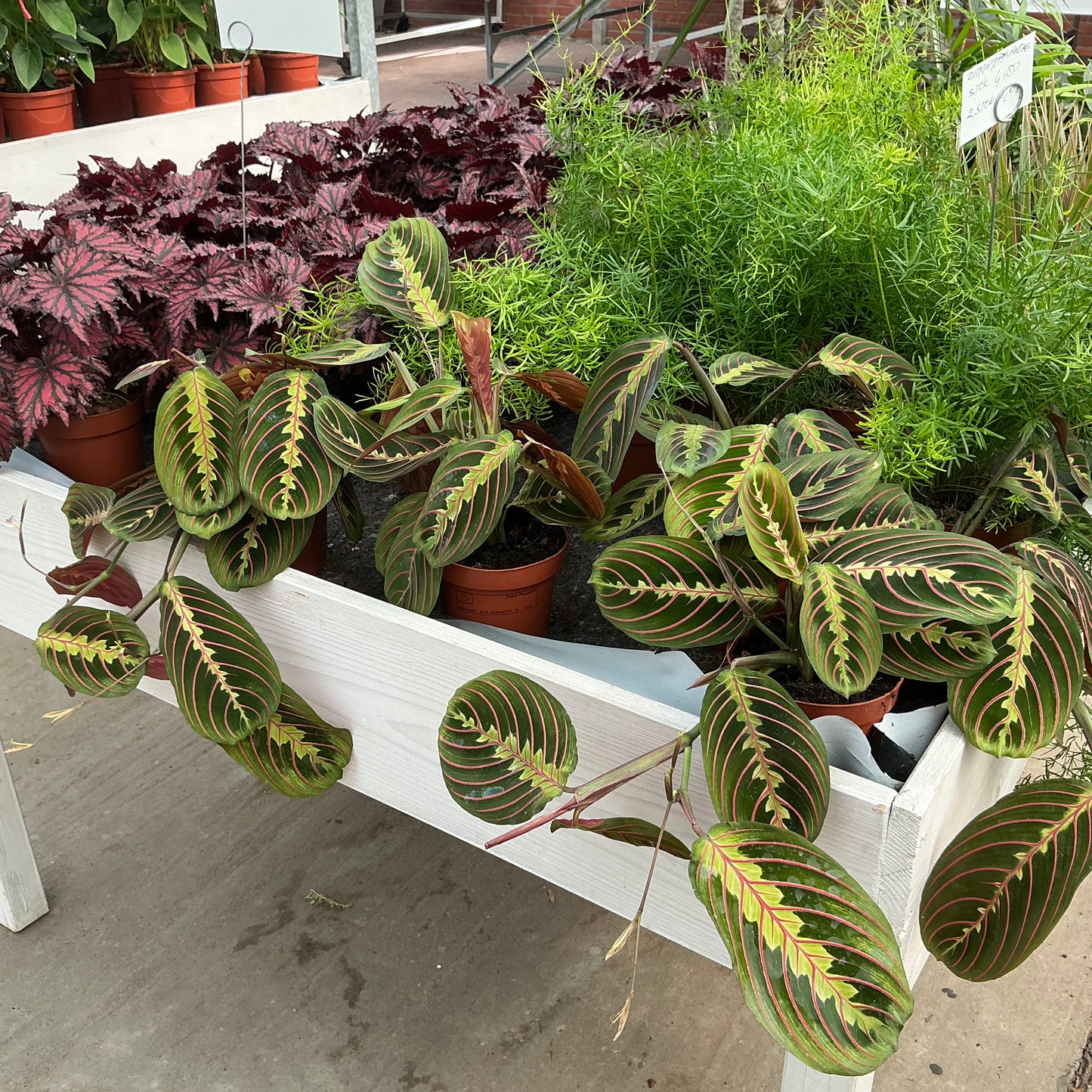 Maranta leuconeura – Pfeilwurze / Gebetspflanze
