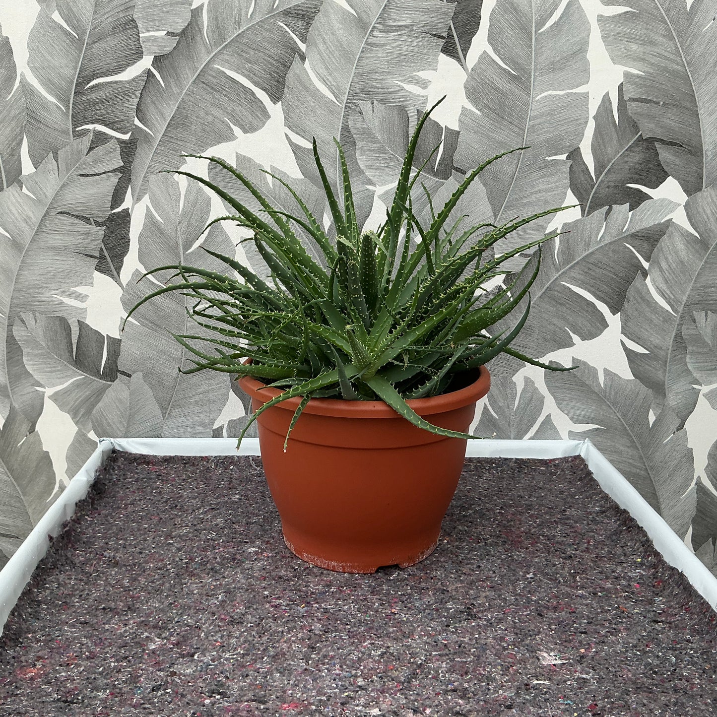 Aloe (Asphodelaceae) – Familie der Aloe- & Haworthia-Gewächse