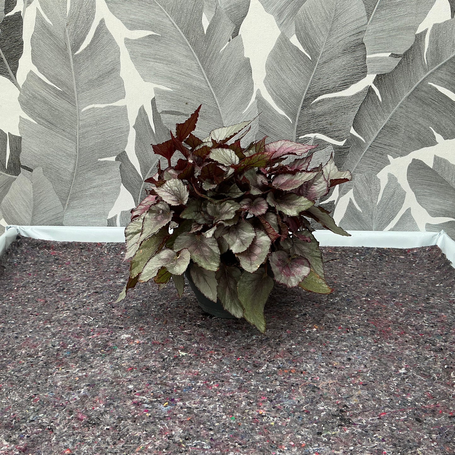 Begonia rex (Hell)