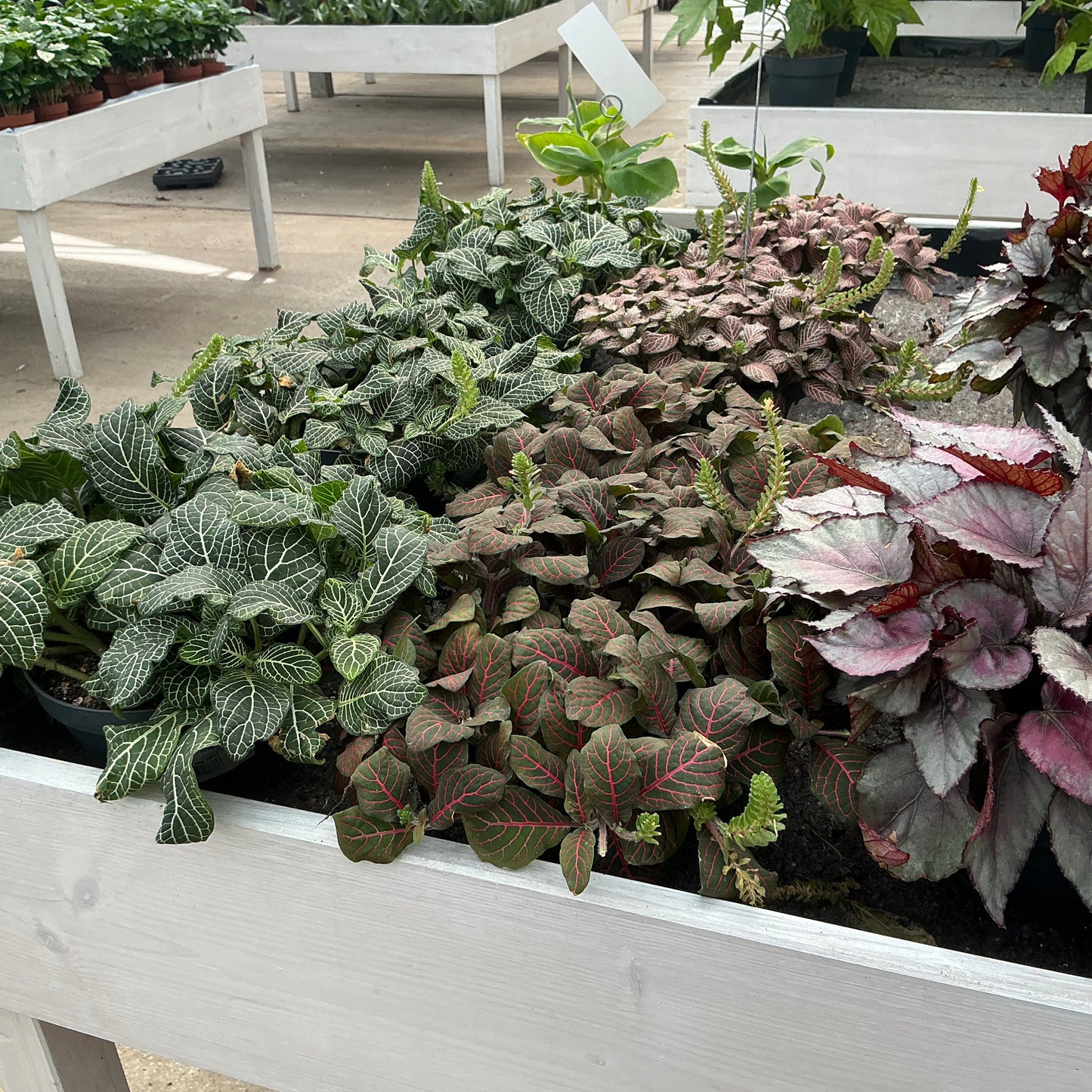 Fittonia albivenis ‘Red Nerve’