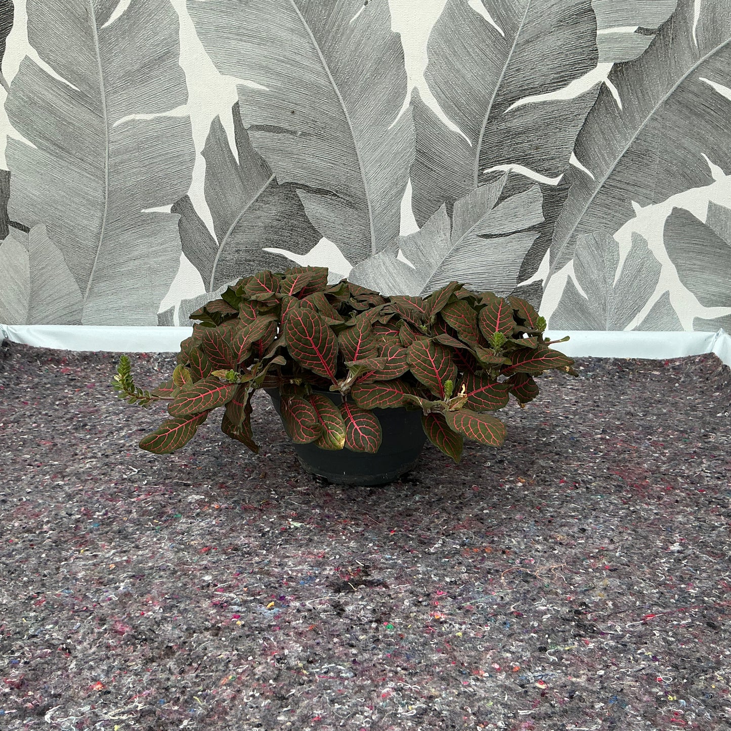 Fittonia albivenis ‘Red Nerve’