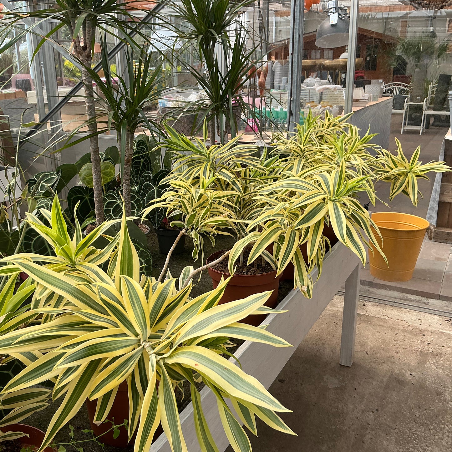 Dracaena – Drachenbaum