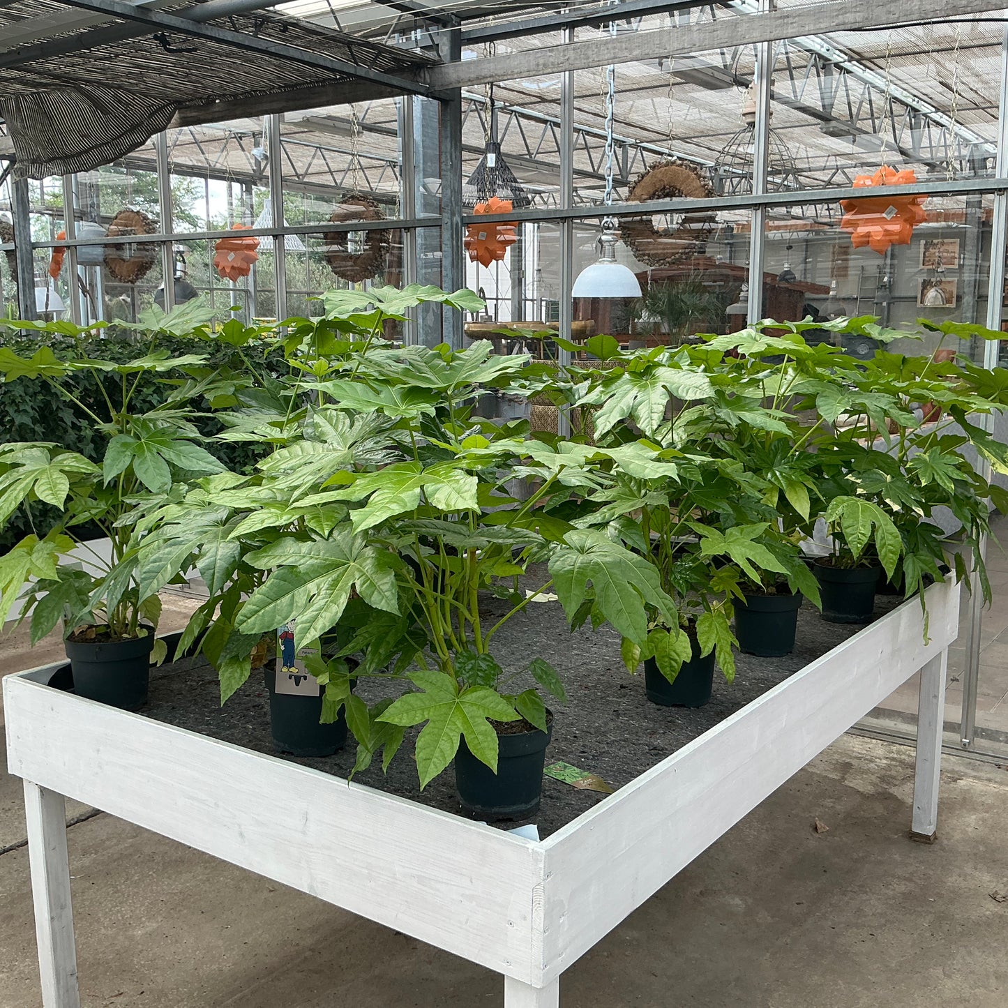 Fatsia japonica – Japanische Aralie