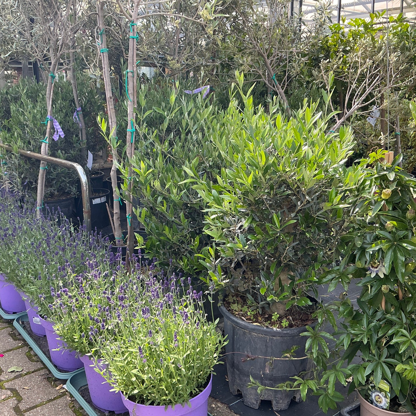 Olivenbonsai – Der mediterrane Charme für dein Zuhause