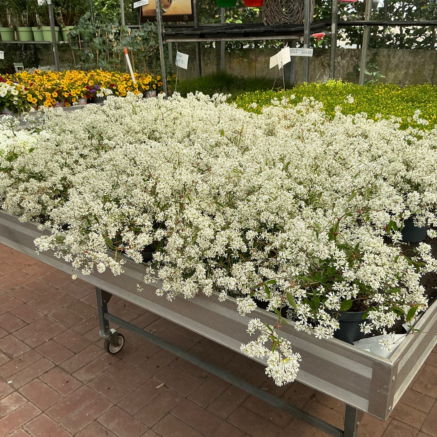 Euphorbia hypericifolia – Die pflegeleichte Schönheit für dein Zuhause