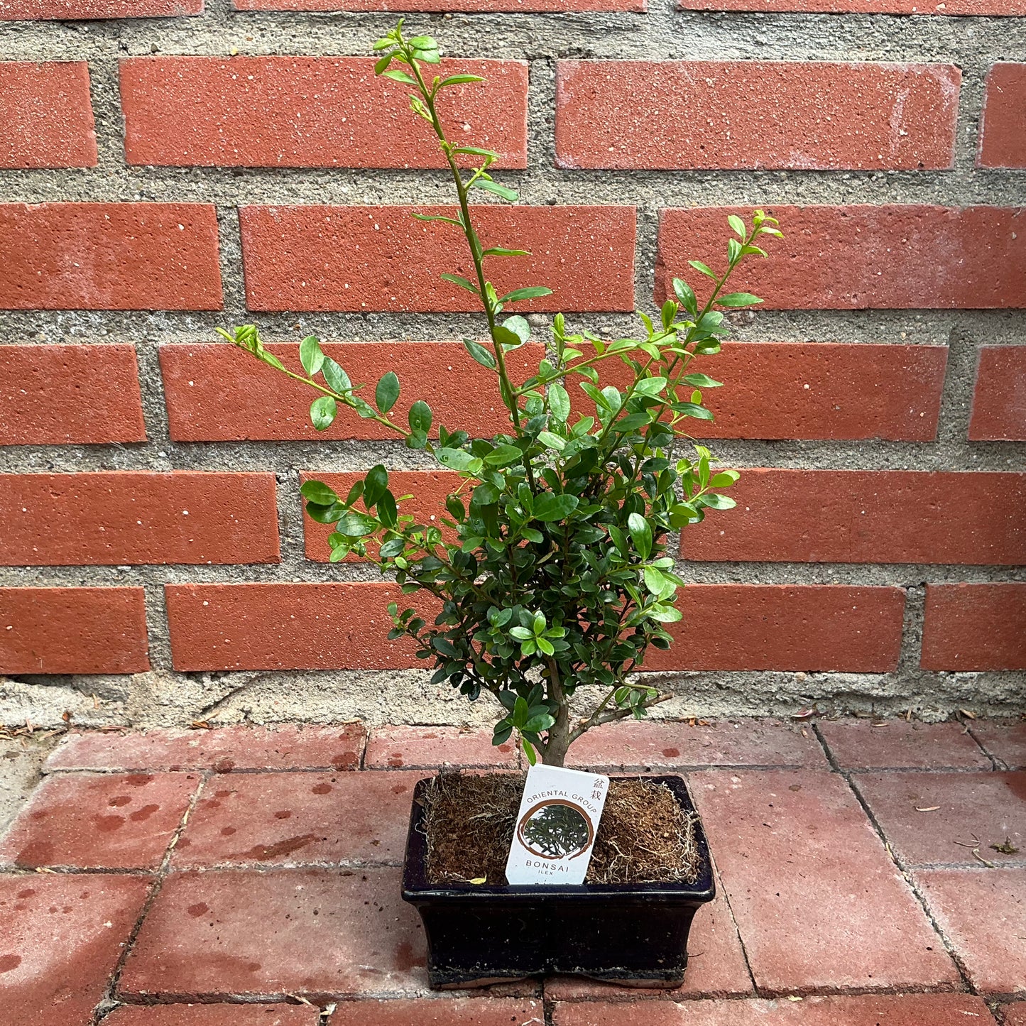 Bonsai Ilex – Der immergrüne Ilex-Bonsai für dein Zuhause