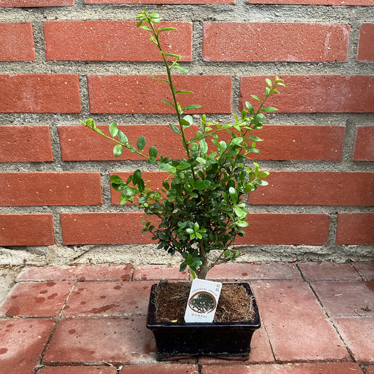 Bonsai Ilex – Der immergrüne Ilex-Bonsai für dein Zuhause