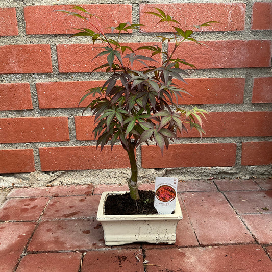 Bonsai Acer – Kompakter Ahorn mit rötlichem Laub und markantem Stamm