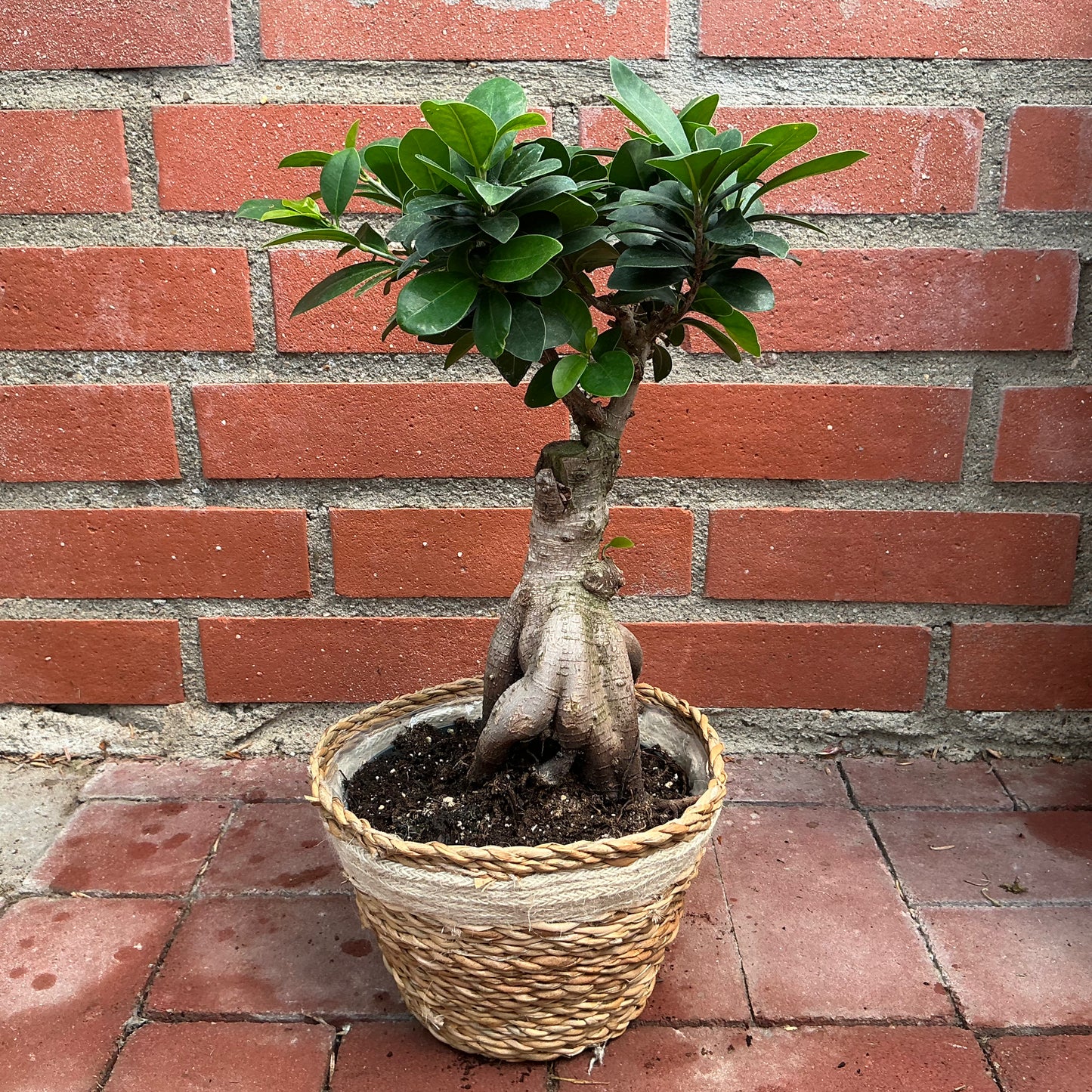 Bonsai Ficus Giseng – Der pflegeleichte Klassiker mit Ginseng-Wurzel und Korb