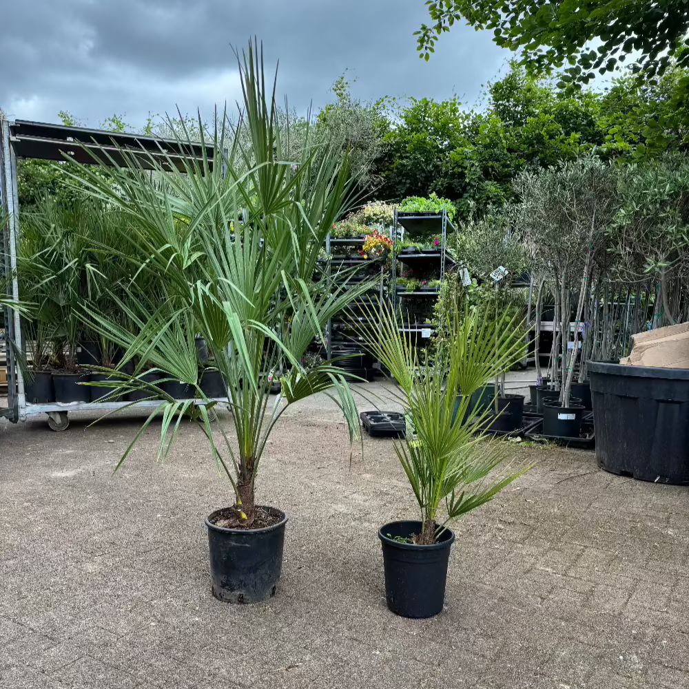 Chamaerops humilis (groß) – Die kleine Dattelpalme für dein Zuhause