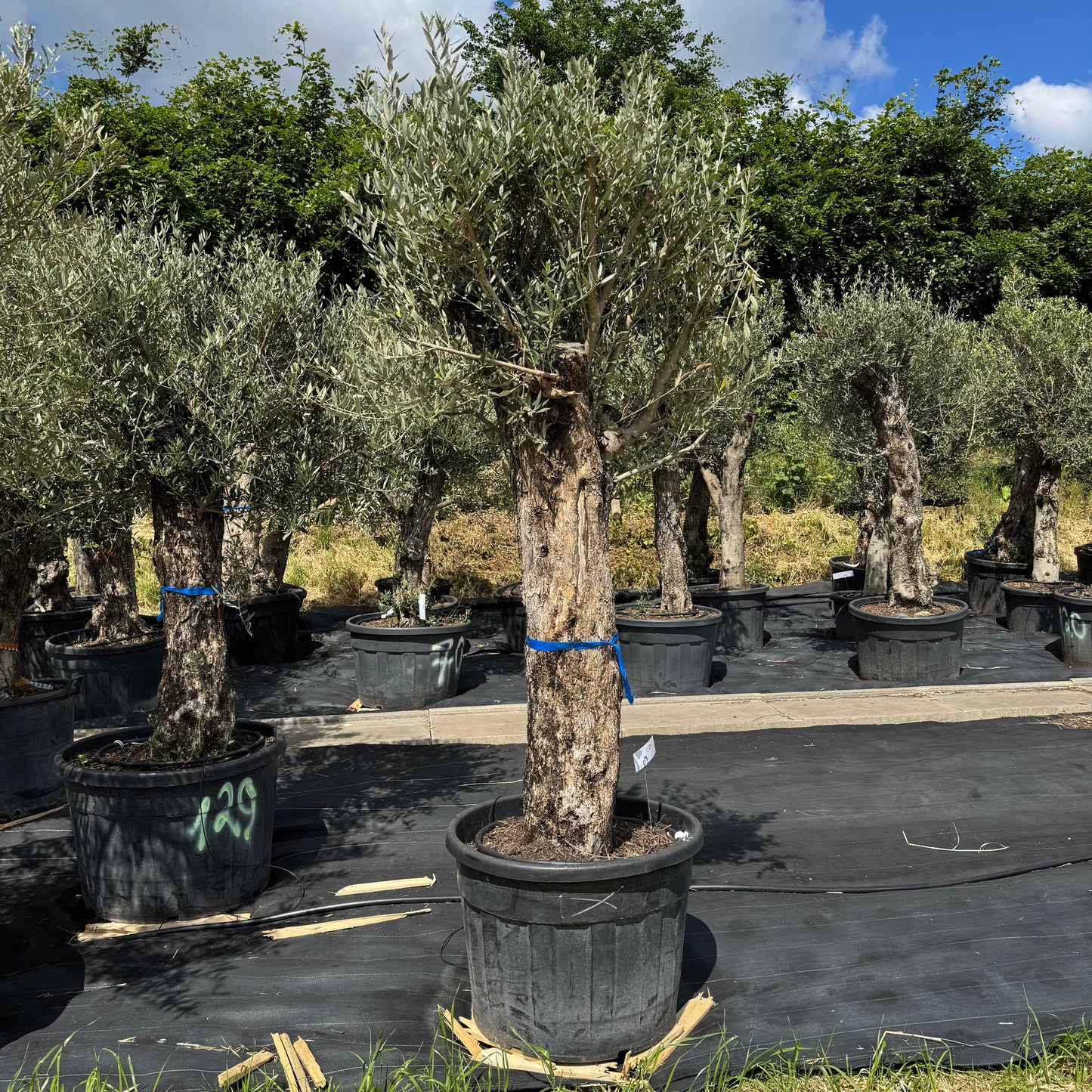Olea europaea – Olivenbaum (Höhe Stamm + Krone ca. 180 cm // Topfdurchmesser 70cm)