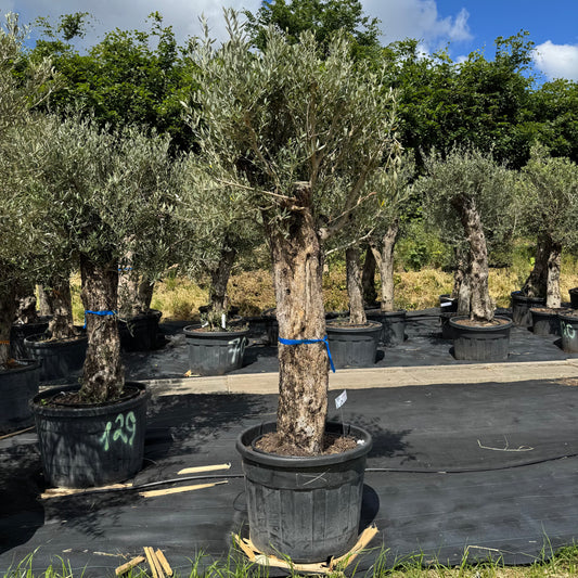 Olea europaea – Olivenbaum (Höhe Stamm + Krone ca. 180 cm // Topfdurchmesser 70cm)