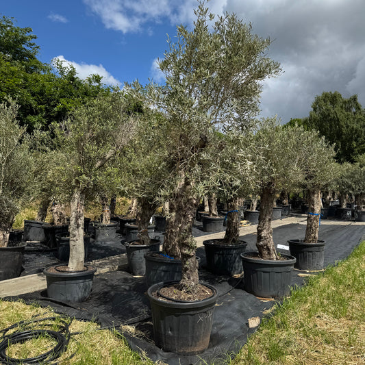 Olea europaea – Olivenbaum (Höhe Stamm + Krone ca. 200 cm // Topfdurchmesser 70cm)