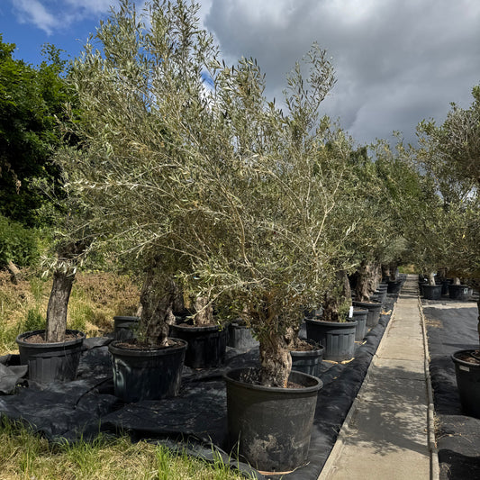 Olea europaea – Olivenbaum (Höhe Stamm + Krone ca. 210 cm // Topfdurchmesser 70cm)