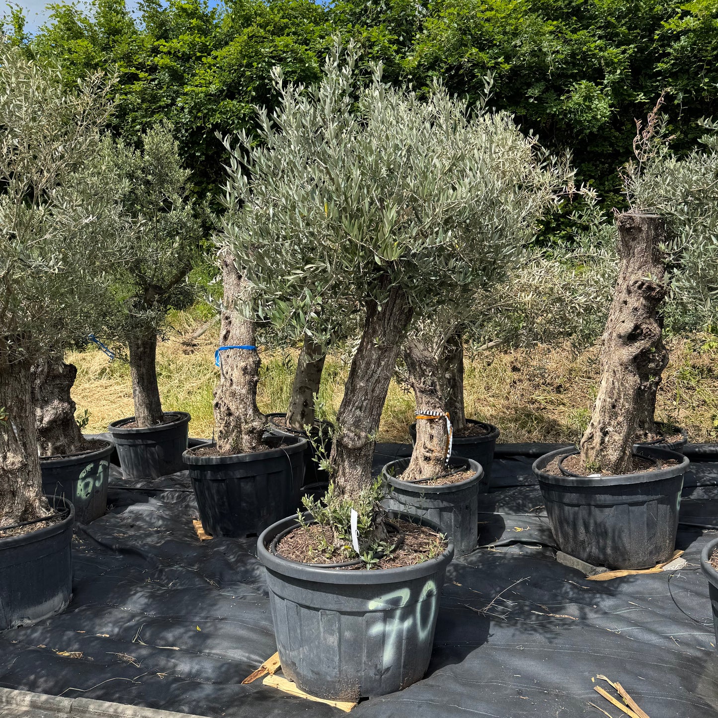 Olea europaea – Olivenbaum (Höhe Stamm + Krone ca. 170 cm // Topfdurchmesser 76cm)